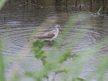 2019年8月31日(土) 大阪南港野鳥園の野鳥観察記録