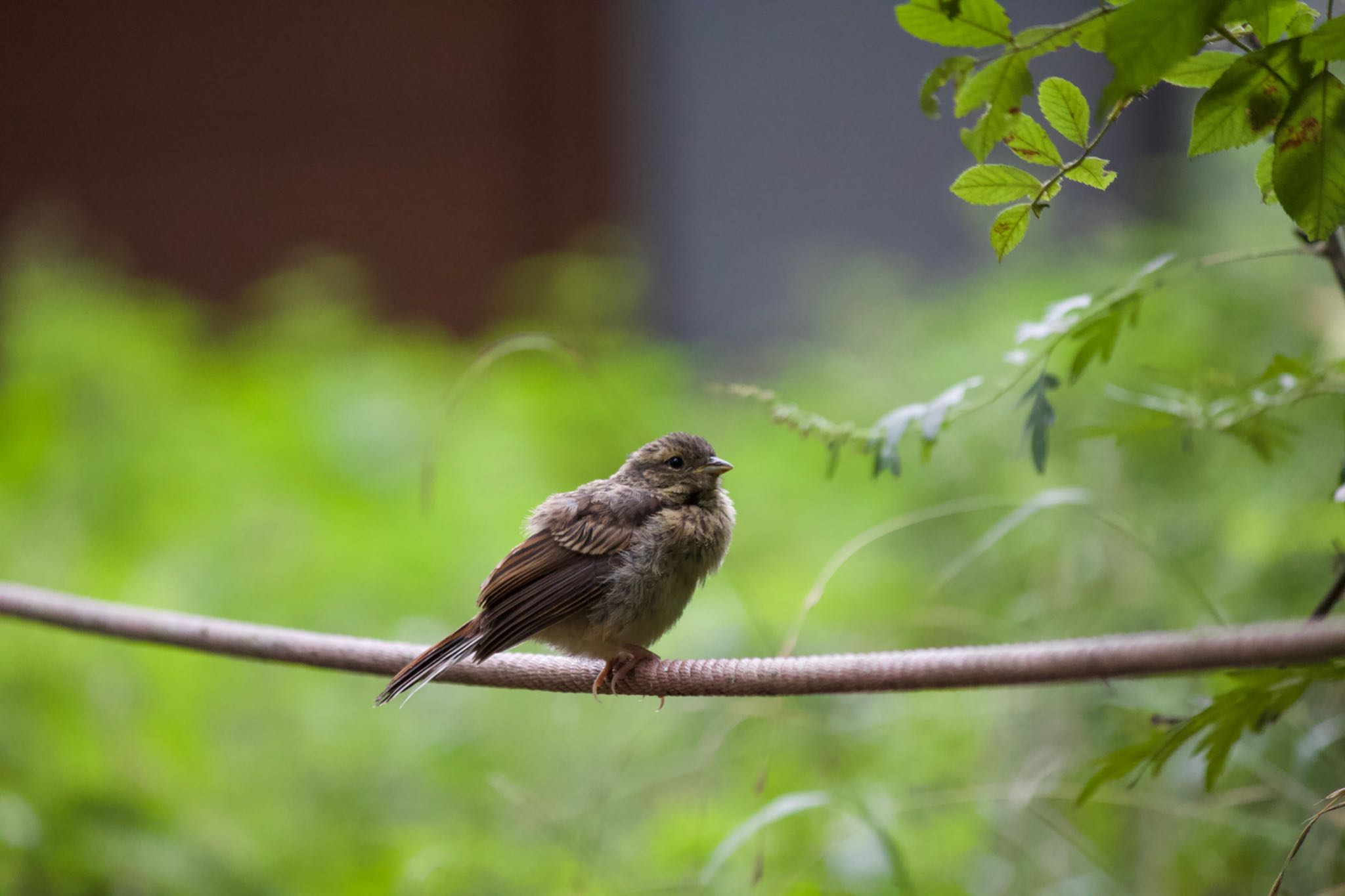 この野鳥の種類を教えてください！→ありがとうございました by 処処聞啼鳥