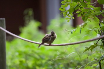 Meadow Bunting 長野県（中信） Fri, 9/13/2019