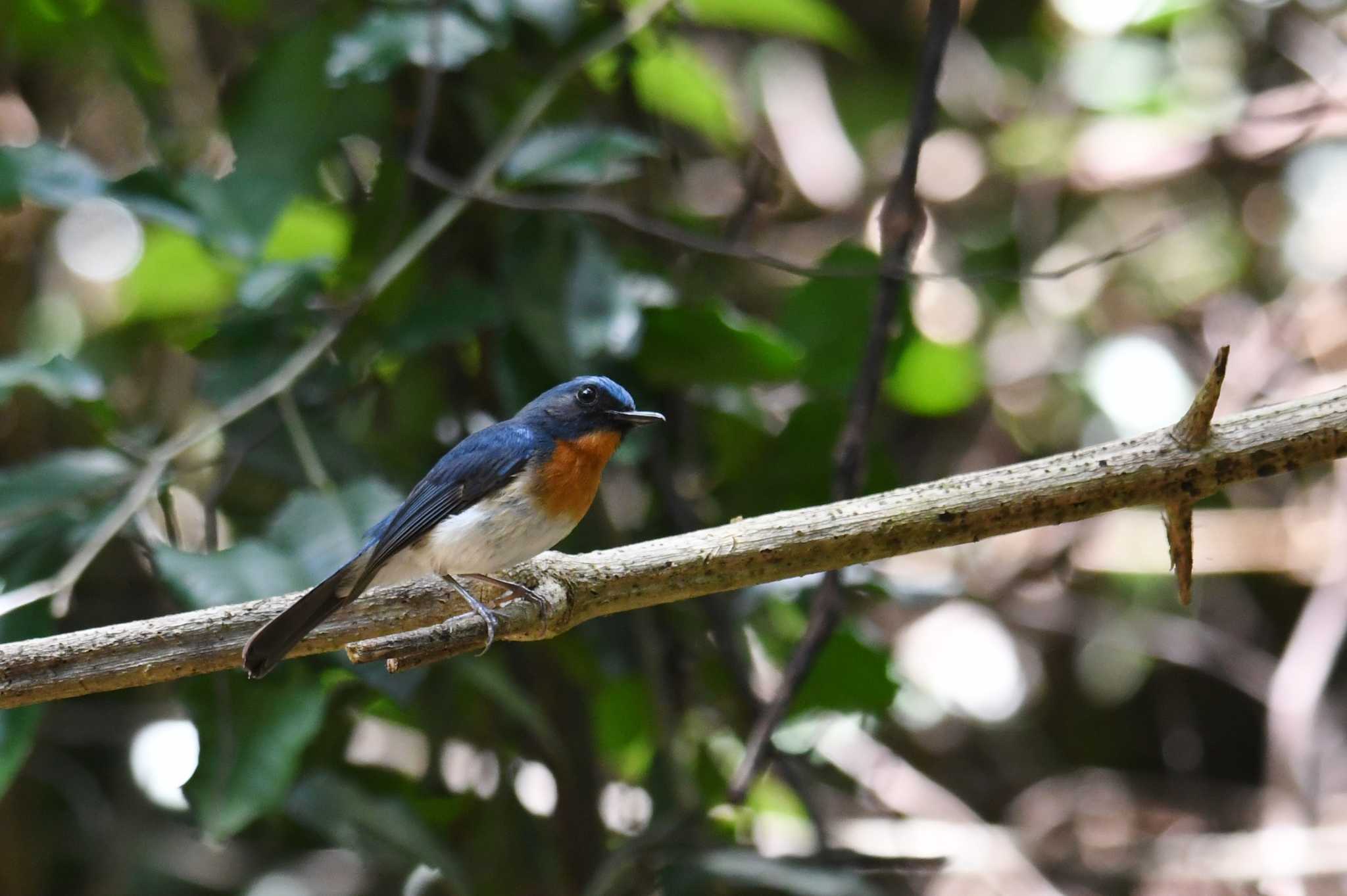 Indochinese Blue Flycatcher by あひる