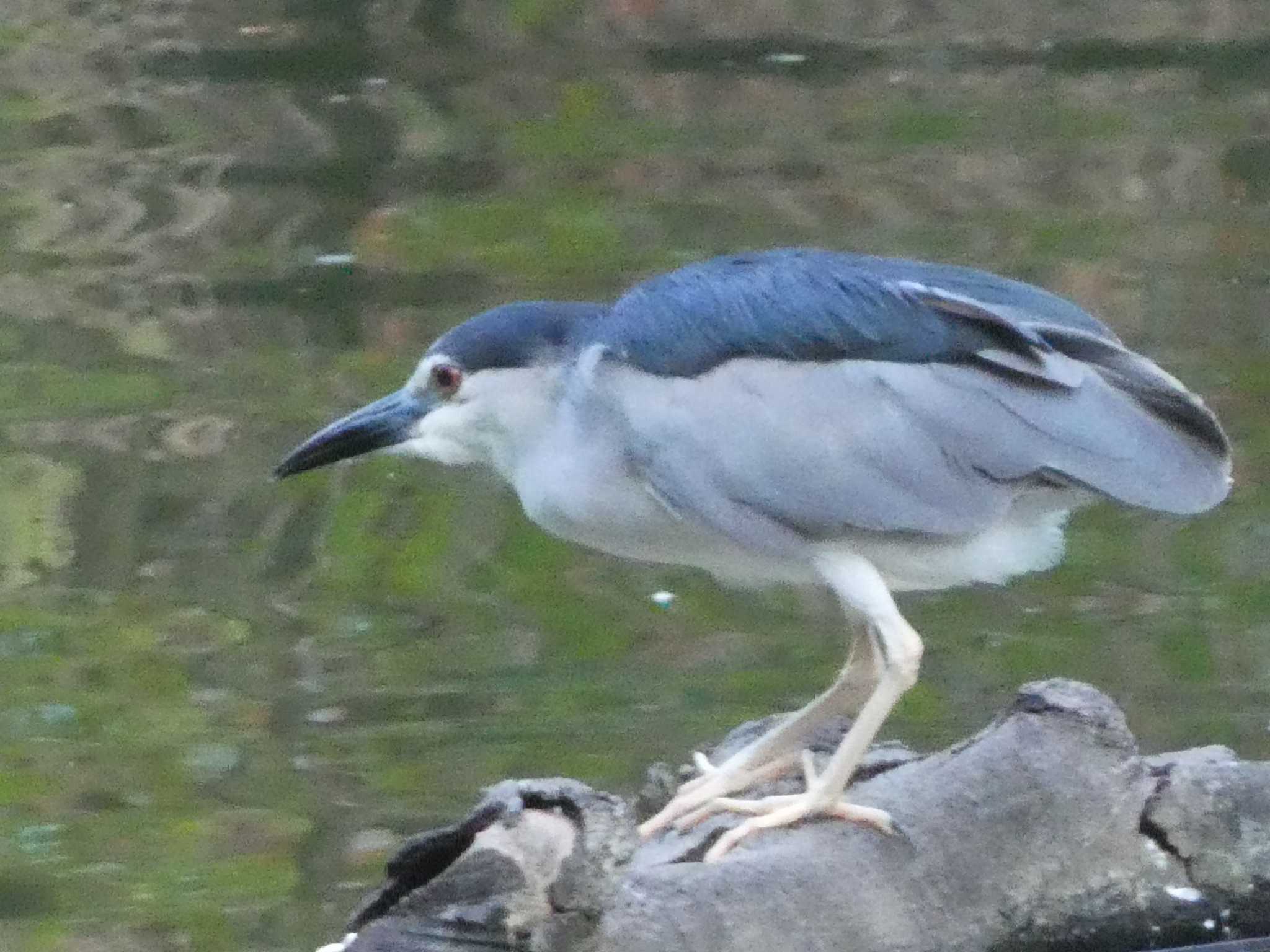 Photo of Black-crowned Night Heron at 九龍公園 by Kozakuraband