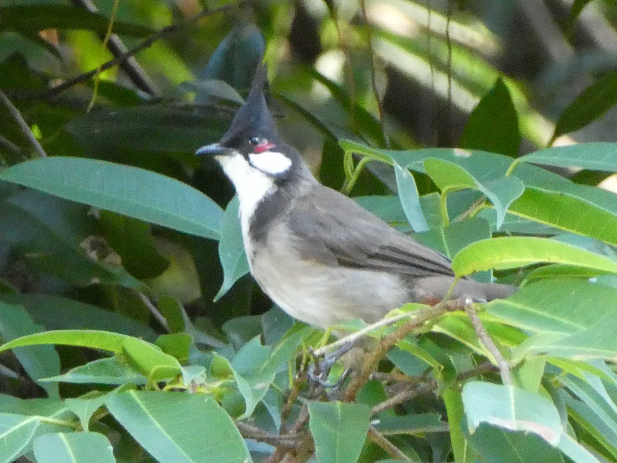 Red-whiskered Bulbul