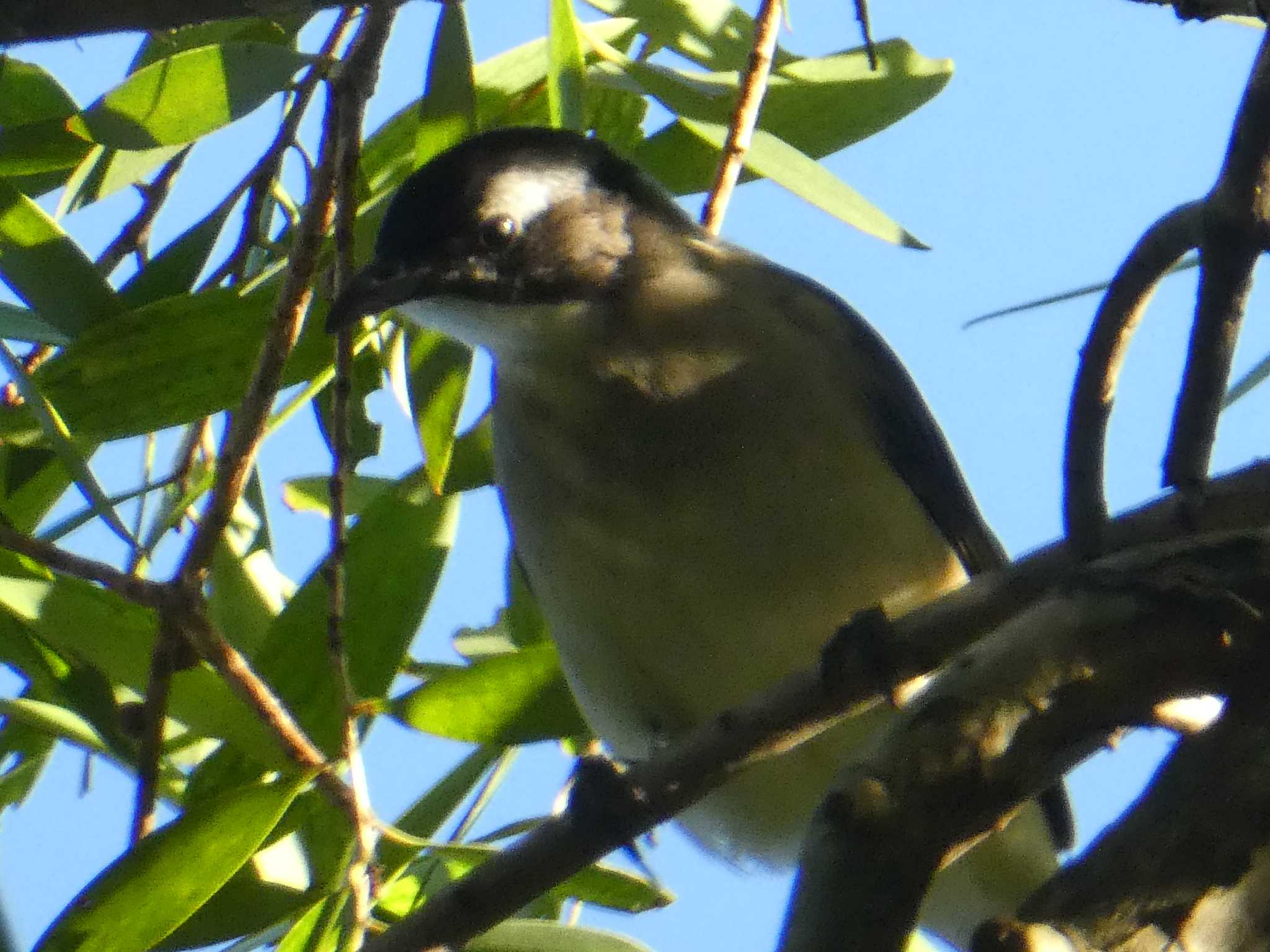 Light-vented Bulbul