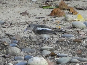 Oriental Magpie-Robin 九龍公園 Fri, 9/6/2019