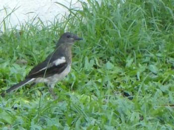 Oriental Magpie-Robin 九龍公園 Fri, 9/6/2019