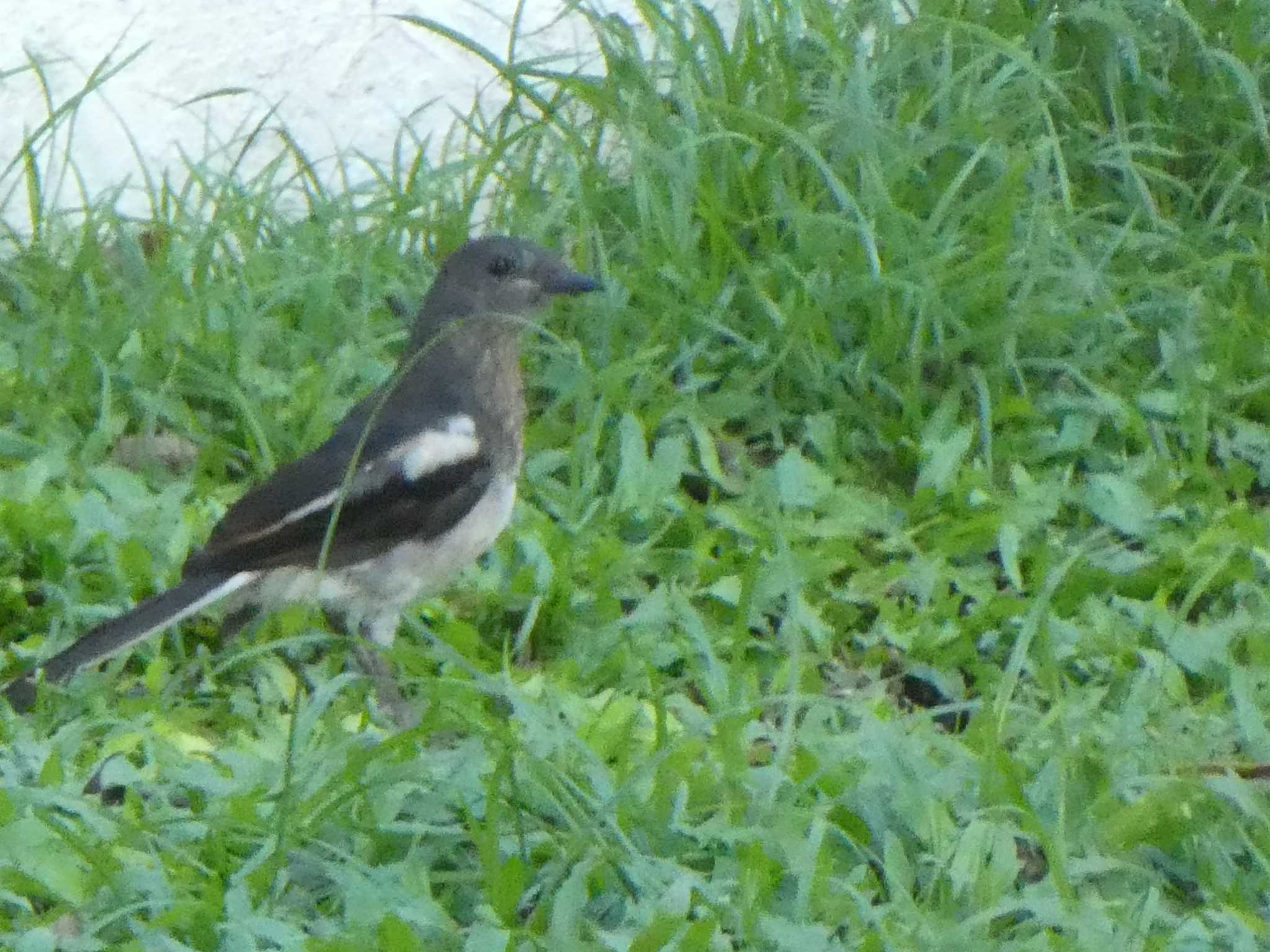 Oriental Magpie-Robin