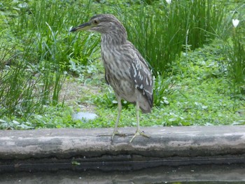 ゴイサギ 九龍公園 2019年9月6日(金)