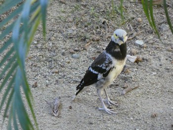 Black-collared Starling 九龍公園 Fri, 9/6/2019