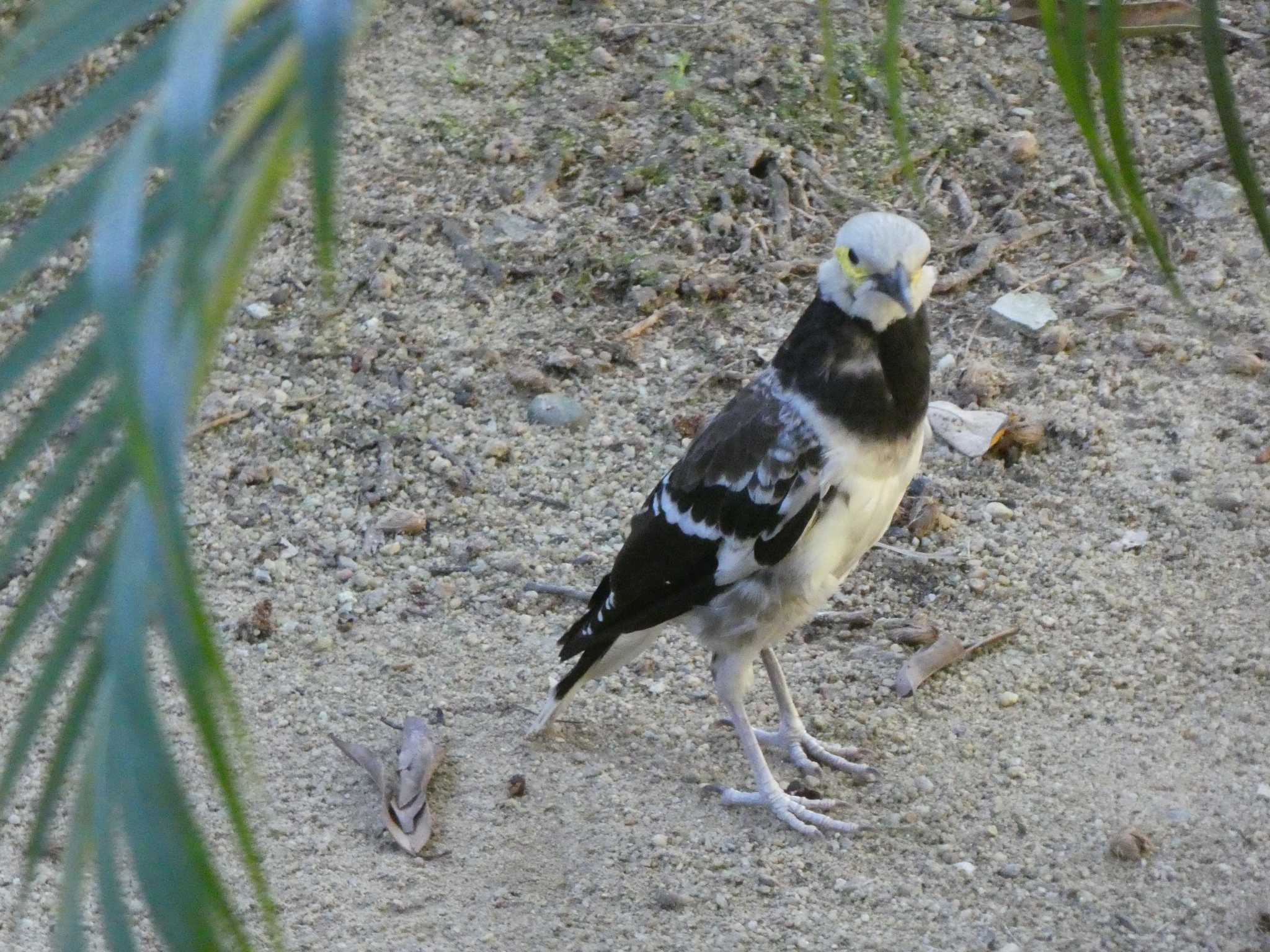 Black-collared Starling