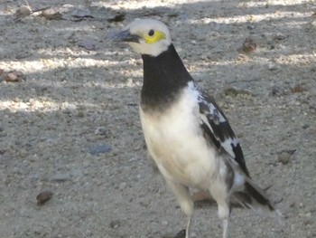 Black-collared Starling 九龍公園 Fri, 9/6/2019