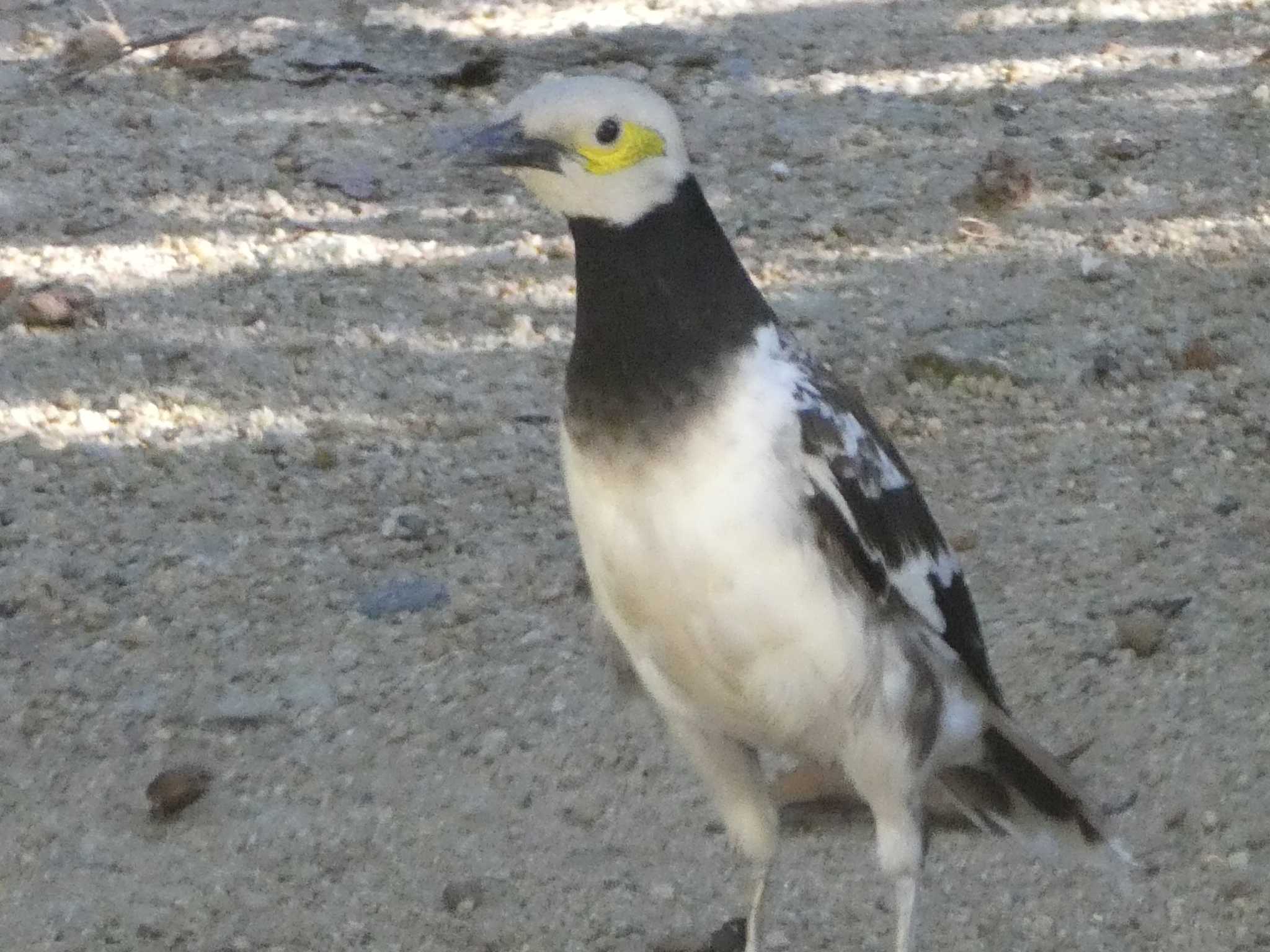 Photo of Black-collared Starling at 九龍公園 by Kozakuraband