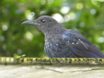 Blue Whistling Thrush 九龍公園 Sat, 9/7/2019