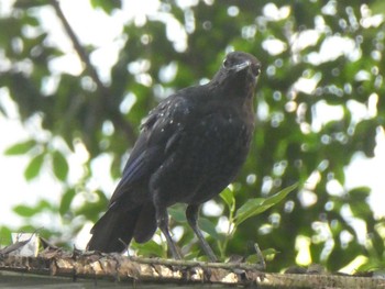 Blue Whistling Thrush 九龍公園 Sat, 9/7/2019