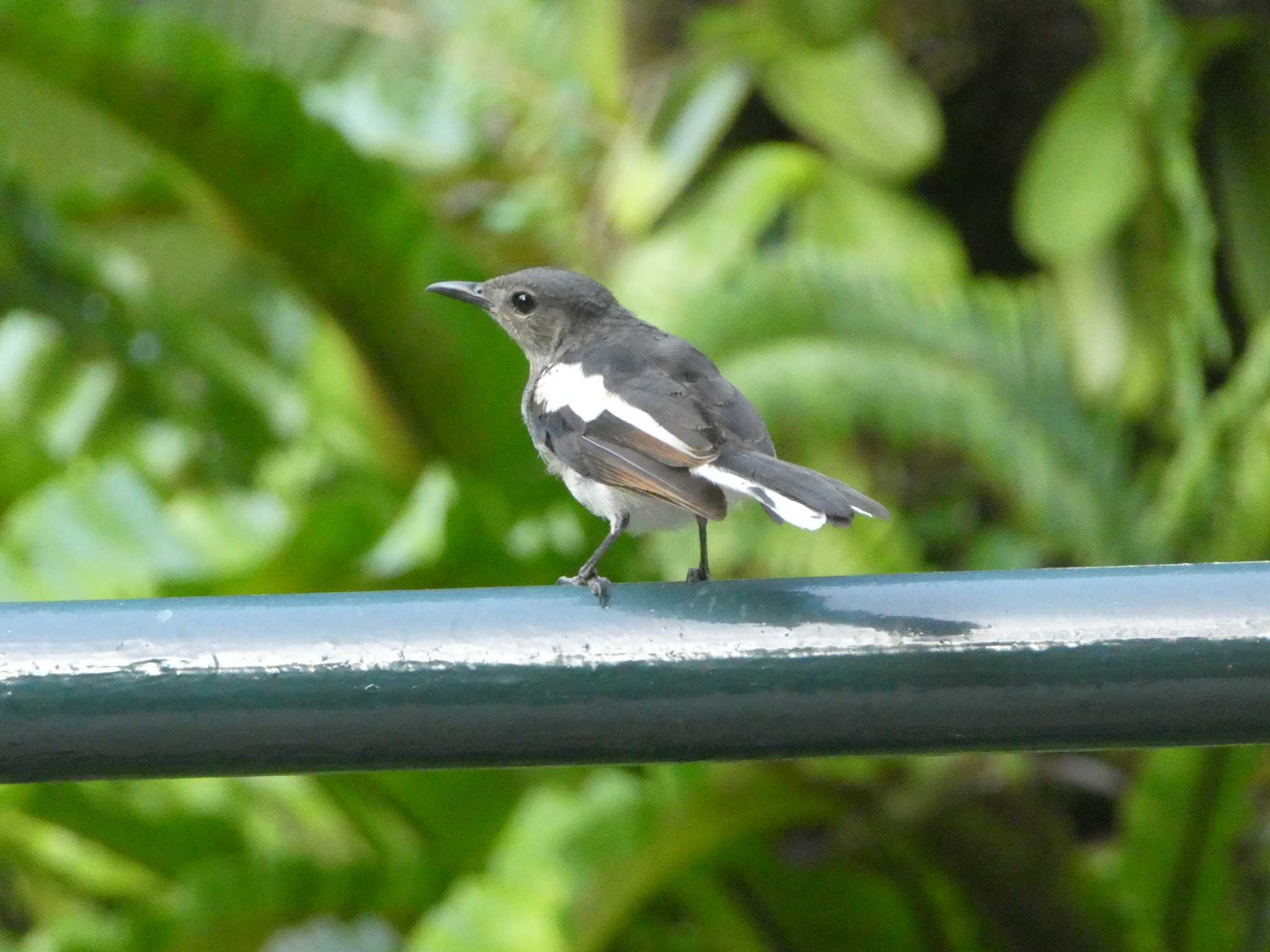 Oriental Magpie-Robin