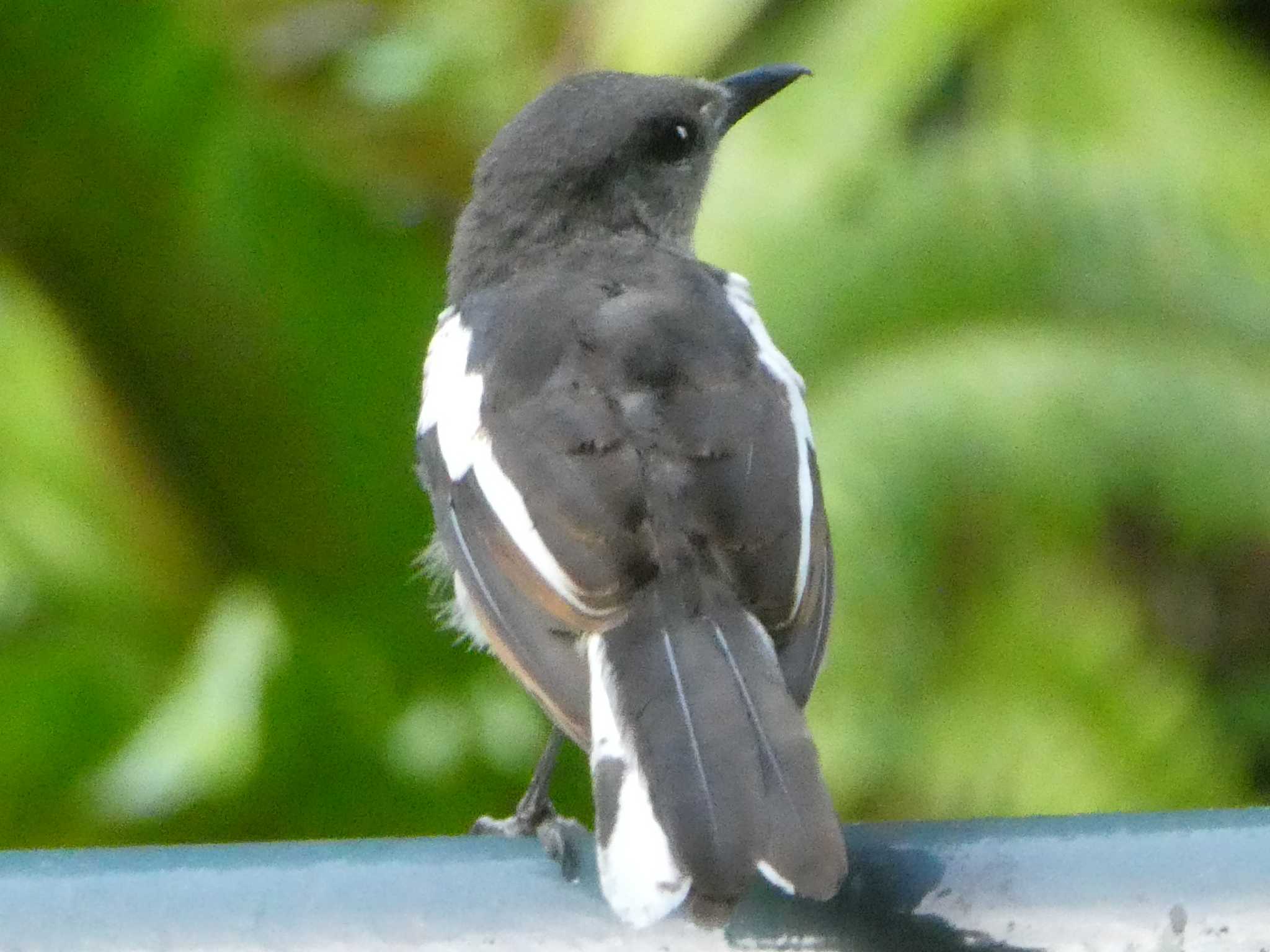 Oriental Magpie-Robin