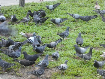 カワラバト 九龍公園 2019年9月7日(土)