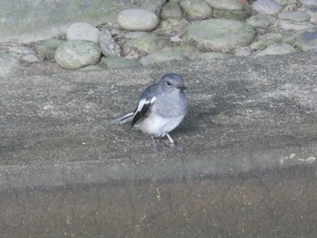 Oriental Magpie-Robin 九龍公園 Sat, 9/7/2019