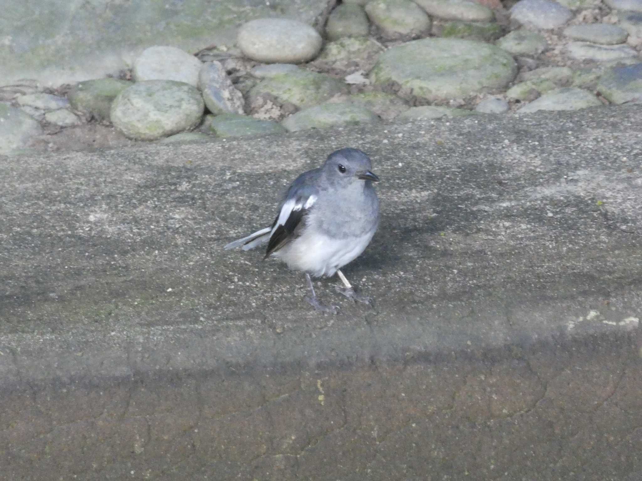 Photo of Oriental Magpie-Robin at 九龍公園 by Kozakuraband