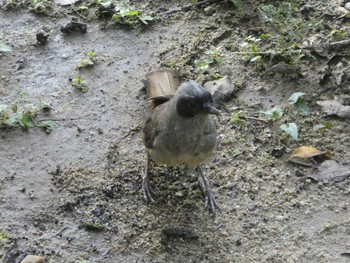 Masked Laughingthrush 九龍公園 Sat, 9/7/2019