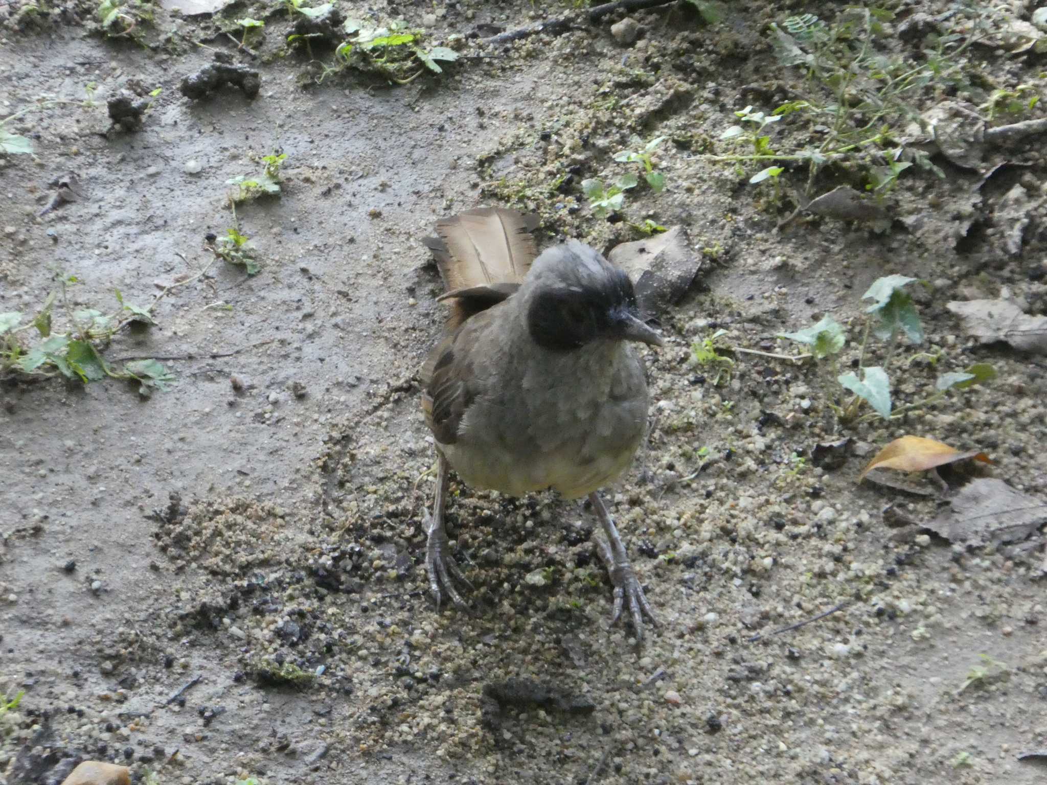 カオグロガビチョウ