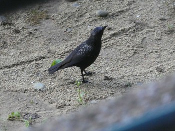 Blue Whistling Thrush 九龍公園 Sat, 9/7/2019