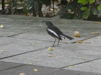 Oriental Magpie-Robin 九龍公園 Sat, 9/7/2019