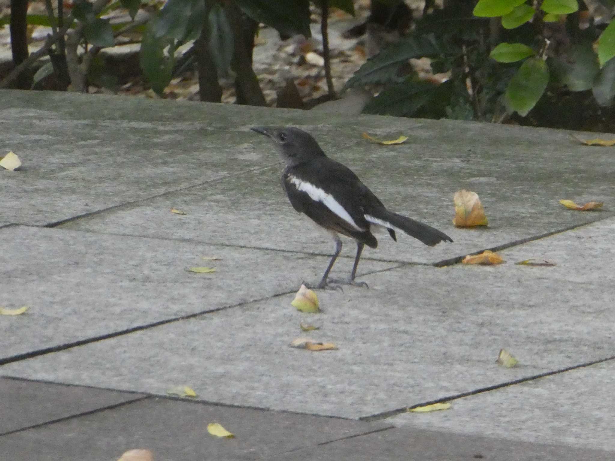 Oriental Magpie-Robin