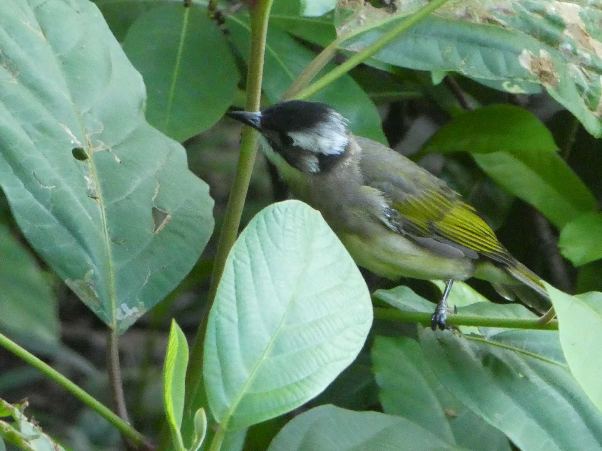 Light-vented Bulbul