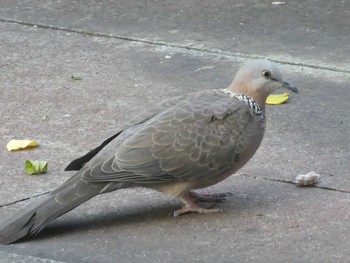 Spotted Dove 九龍公園 Sat, 9/7/2019