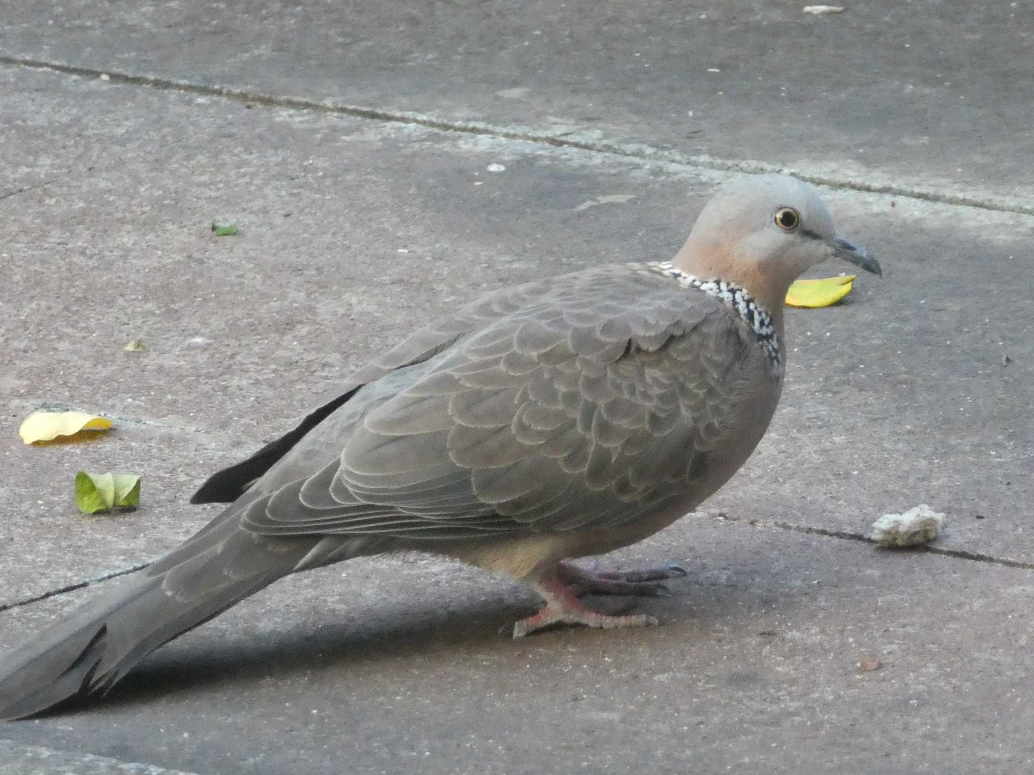 Photo of Spotted Dove at 九龍公園 by Kozakuraband