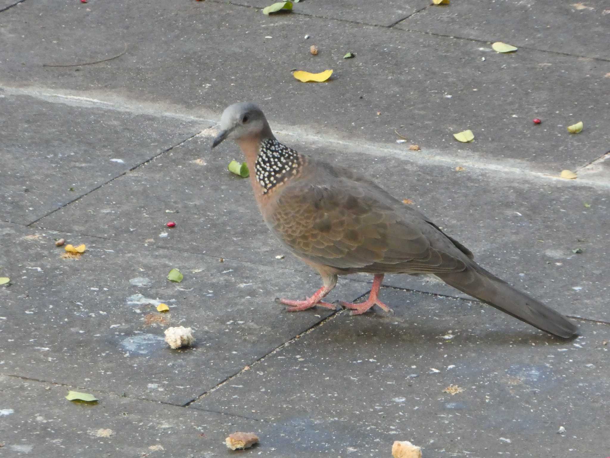 Spotted Dove