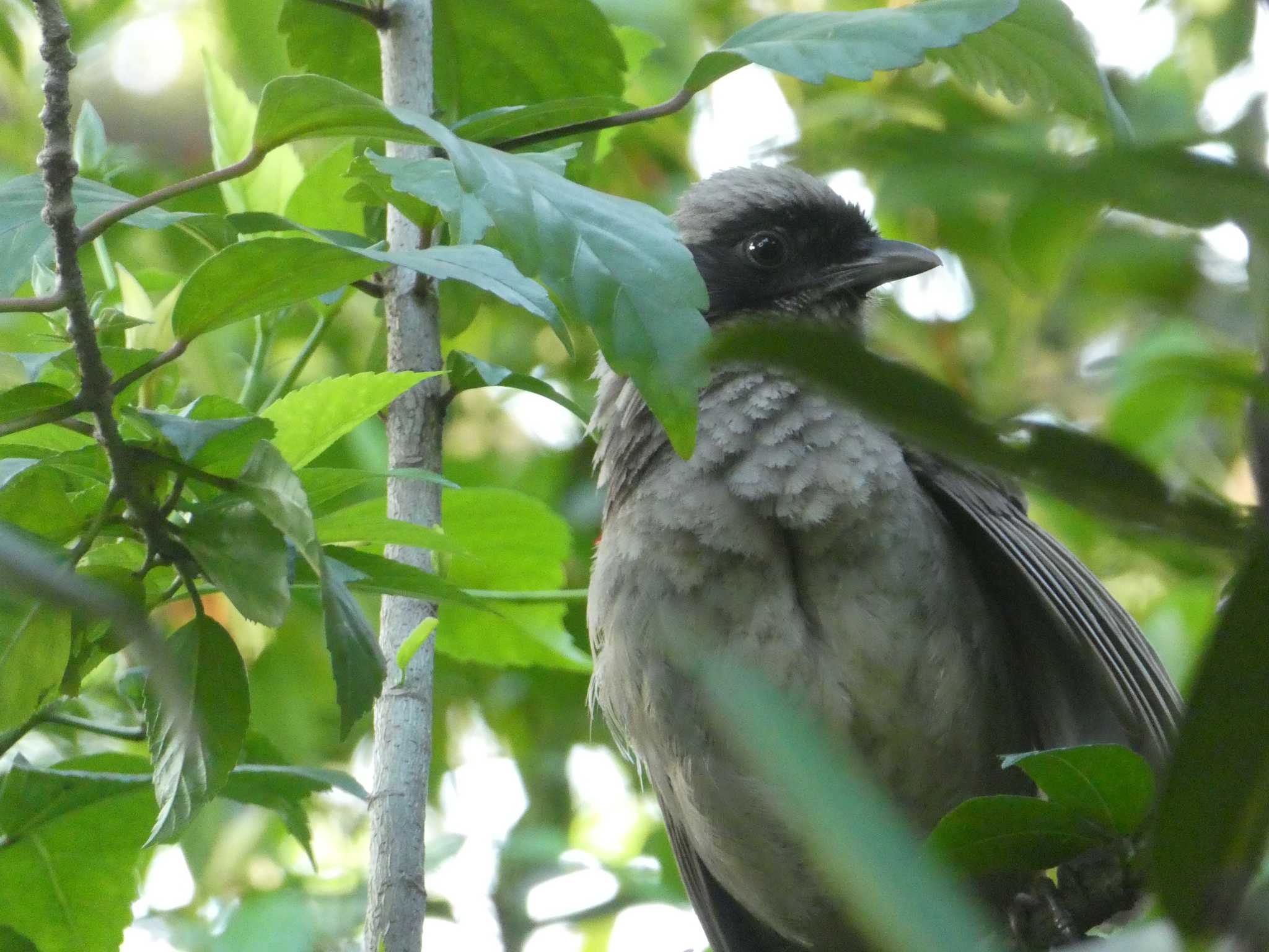 Photo of Masked Laughingthrush at 九龍公園 by Kozakuraband