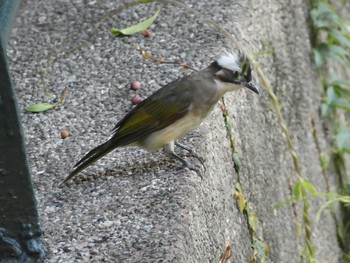 Light-vented Bulbul 九龍公園 Sat, 9/7/2019