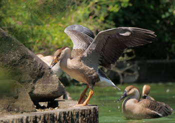 サカツラガン 大池親水公園 2019年9月10日(火)