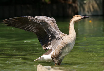 Swan Goose Oikeshinsui Park Tue, 9/10/2019
