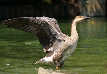 サカツラガン 大池親水公園 2019年9月10日(火)