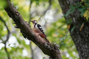 オオアカゲラ 春国岱原生野鳥公園(根室) 2019年9月11日(水)