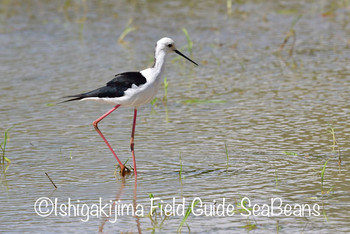 Pied Stilt