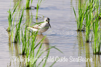 Broad-billed Sandpiper Ishigaki Island Fri, 9/13/2019