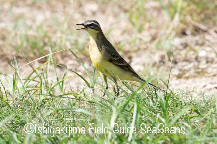 Photo of Eastern Yellow Wagtail(simillima) at Ishigaki Island by 石垣島バードウオッチングガイドSeaBeans