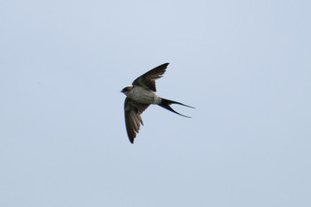 2019年9月14日(土) 多摩川二ヶ領宿河原堰の野鳥観察記録