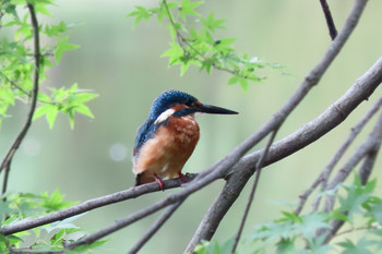 カワセミ 薬師池公園 2019年9月14日(土)