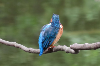 カワセミ 薬師池公園 2019年9月14日(土)