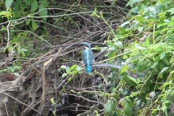 Common Kingfisher Isanuma Sat, 9/14/2019