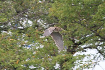 Striated Heron Isanuma Sat, 9/14/2019