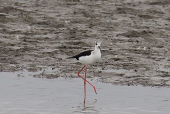 Black-winged Stilt Isanuma Sat, 9/14/2019