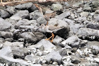 Common Redshank Tokyo Port Wild Bird Park Sat, 9/14/2019