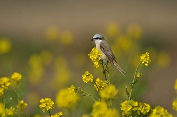 未同定 場所が不明 2013年1月28日(月)