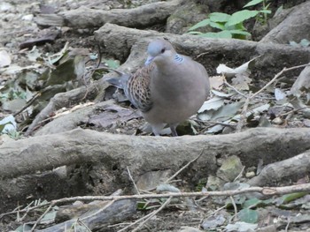 2019年9月14日(土) 高尾山の野鳥観察記録