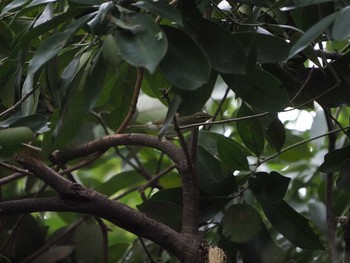 メボソムシクイ 東京港野鳥公園 2019年9月14日(土)